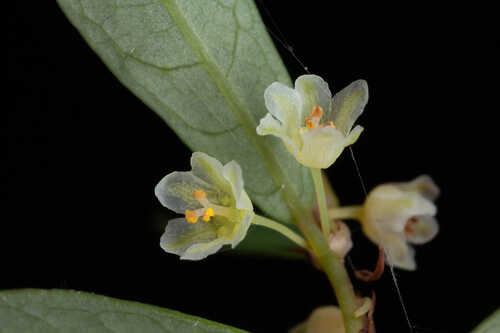 Phyllanthus liebmannianus #21